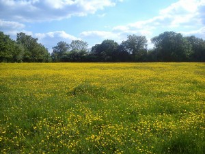 buttercups