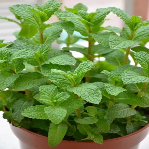 lemonbalm