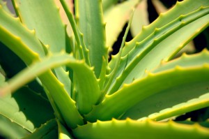 Aloe Vera Plant