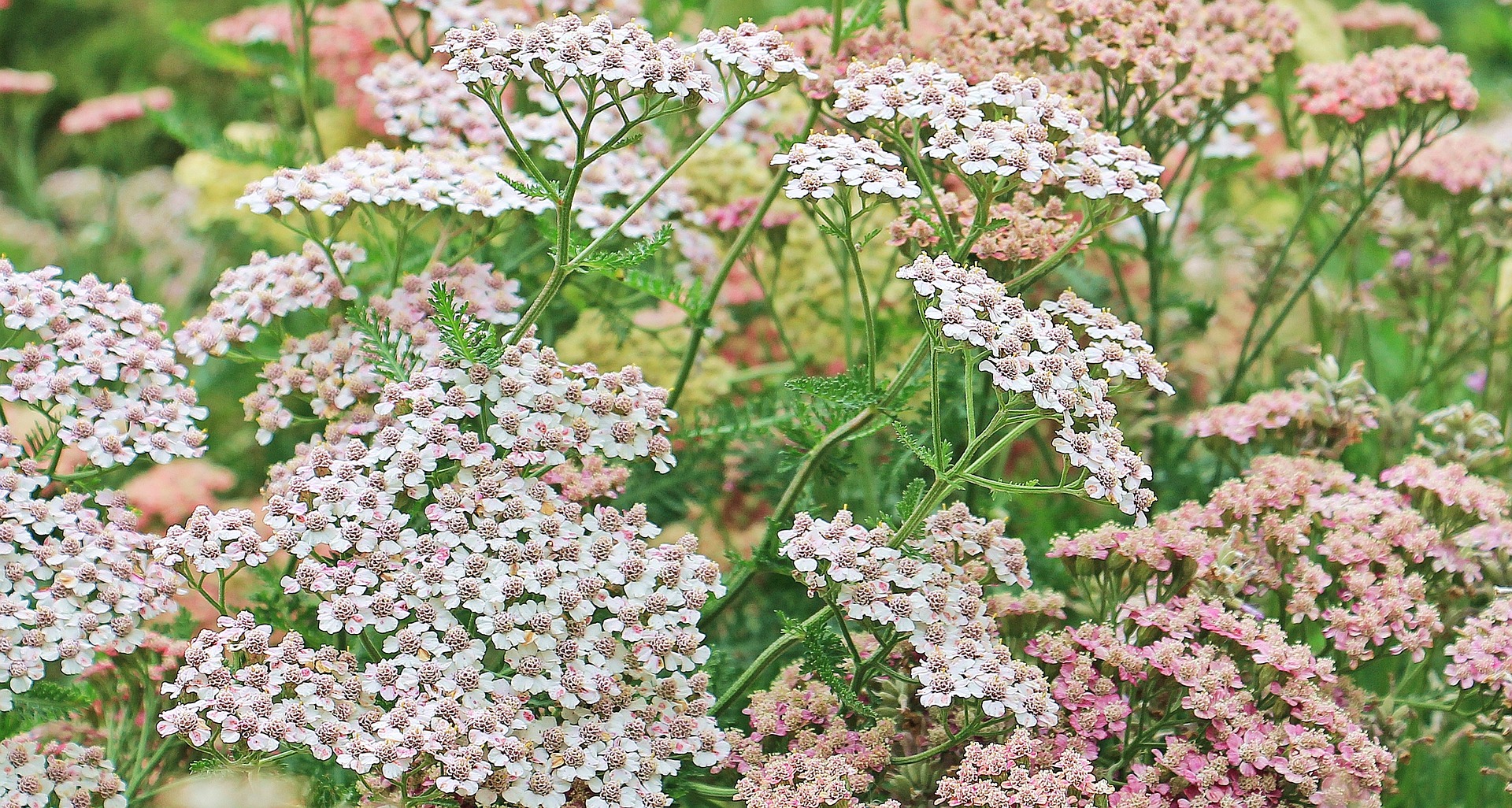 Yarrow wild medicine